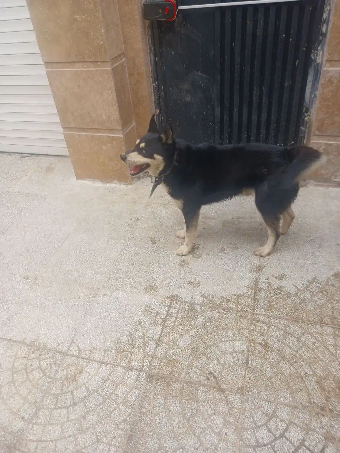 سگ هاسگی|سگ|کرج, اخگرآباد|دیوار