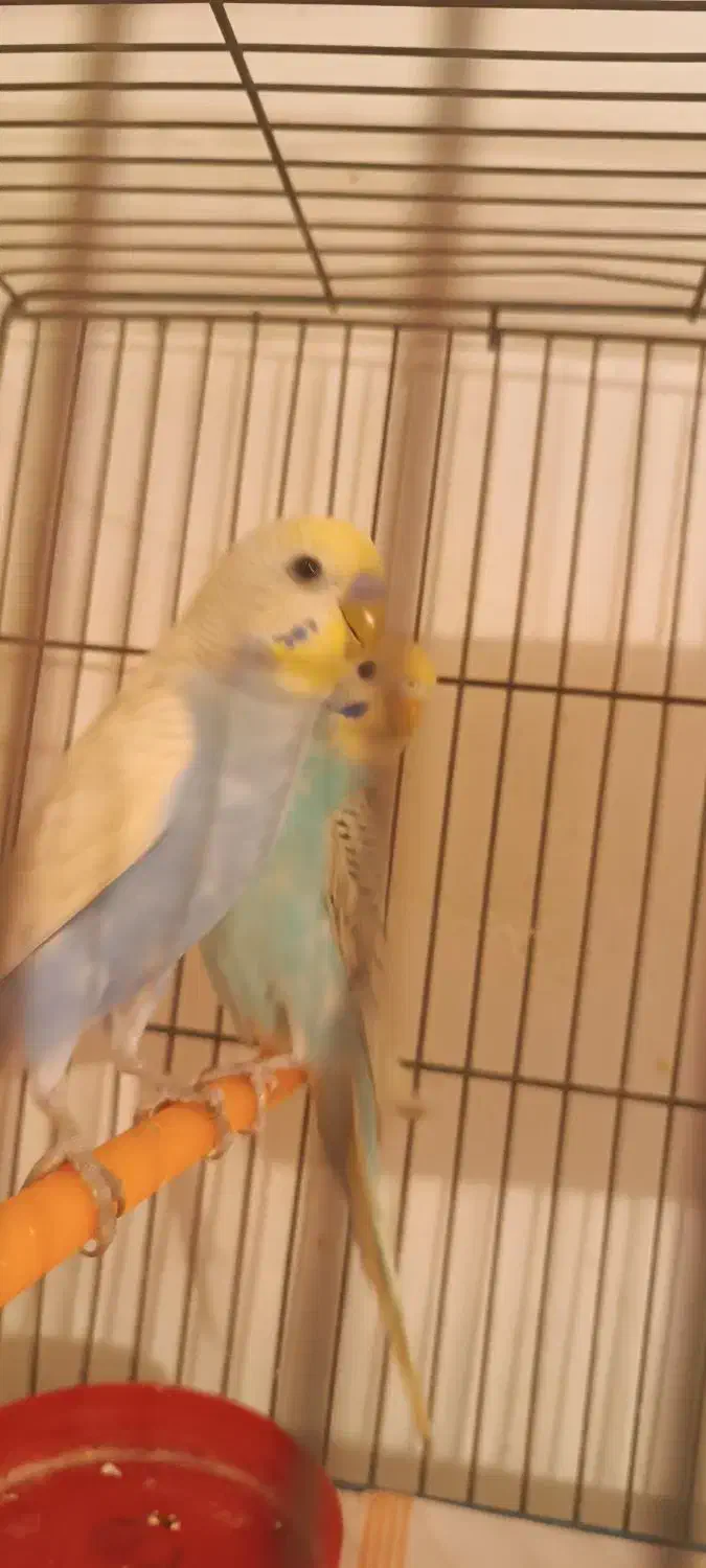 مرغ عشق پروانه ای رینبو اسپانگل|پرنده|مشهد, کوی المهدی|دیوار