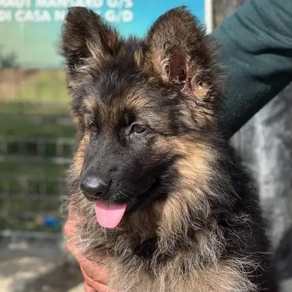 سگ ژرمن شولاین کیفیت بالا|سگ|کرج, فاز ۲ مهرشهر|دیوار