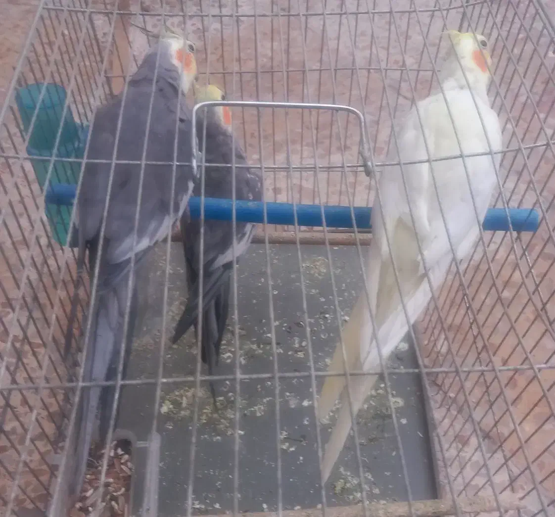 طوطی عروس جوان تازه بالغ|پرنده|بهبهان, |دیوار