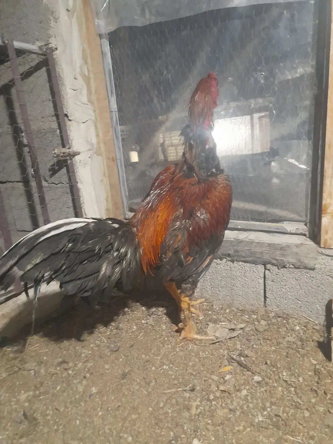 مرغ و خروس لاری|حیوانات مزرعه|نوشین شهر, |دیوار