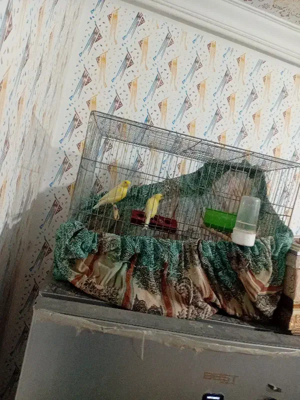 قناری|پرنده|یزد, |دیوار