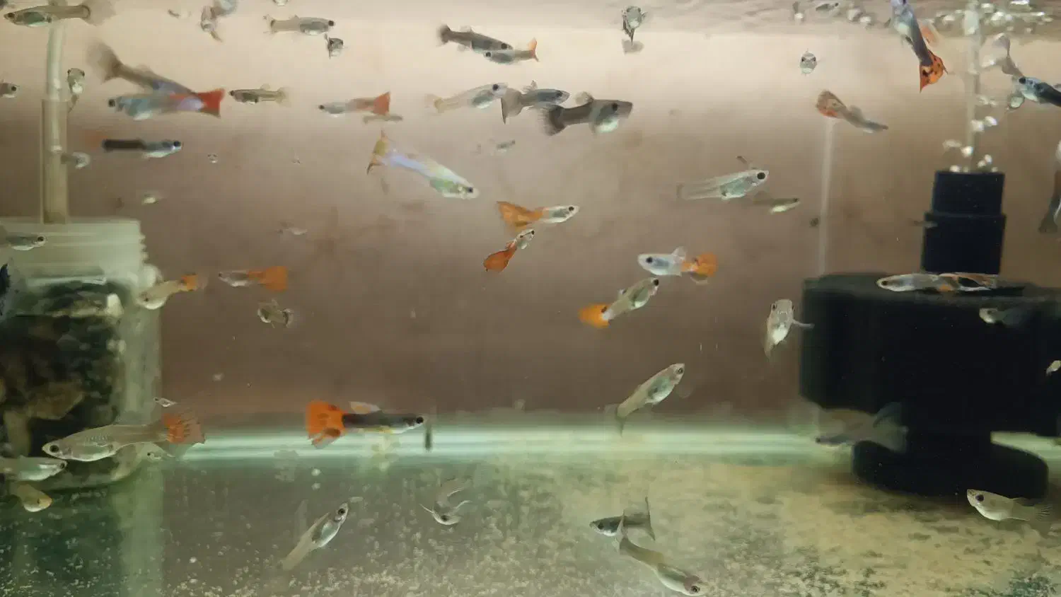 ماهی گوپی بصورت یکجا|ماهی|کرمانشاه, |دیوار