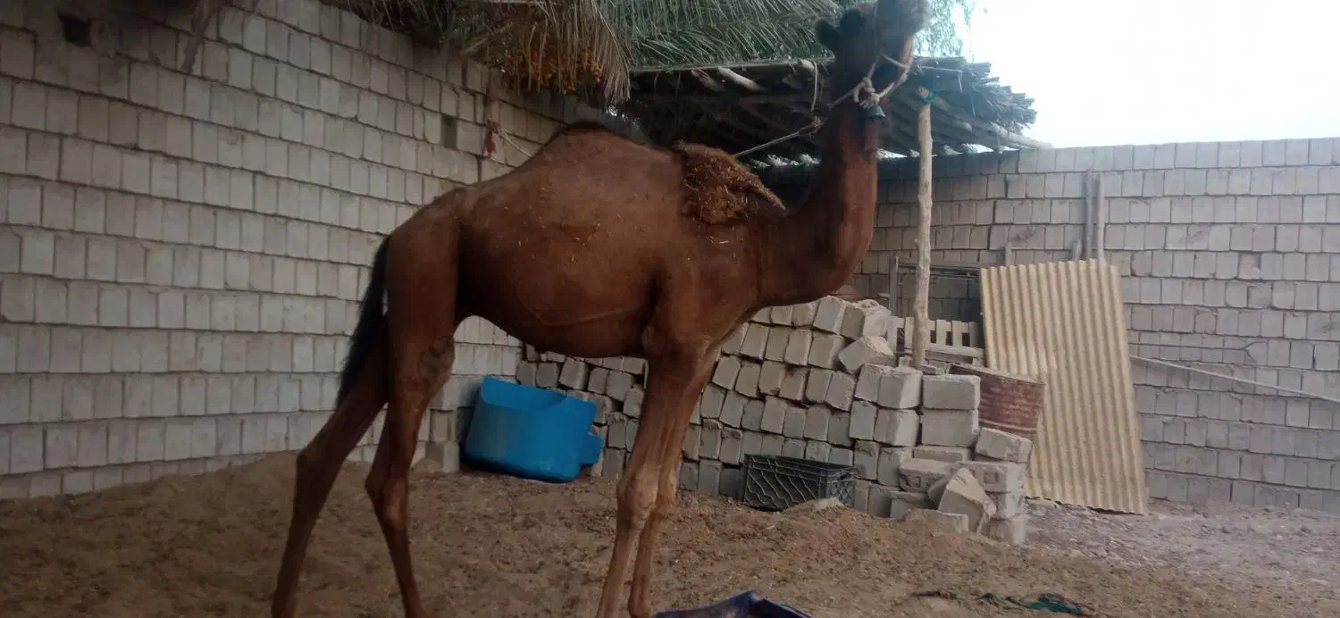 شتر نر|حیوانات مزرعه|قشم, |دیوار