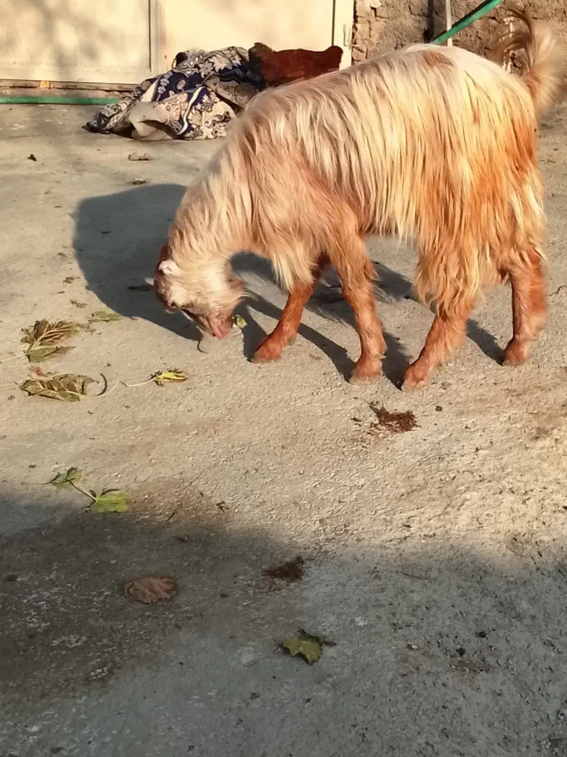 بزغاله نروماده چاق برای کشتن عالی|حیوانات مزرعه|سرخنکلاته, |دیوار