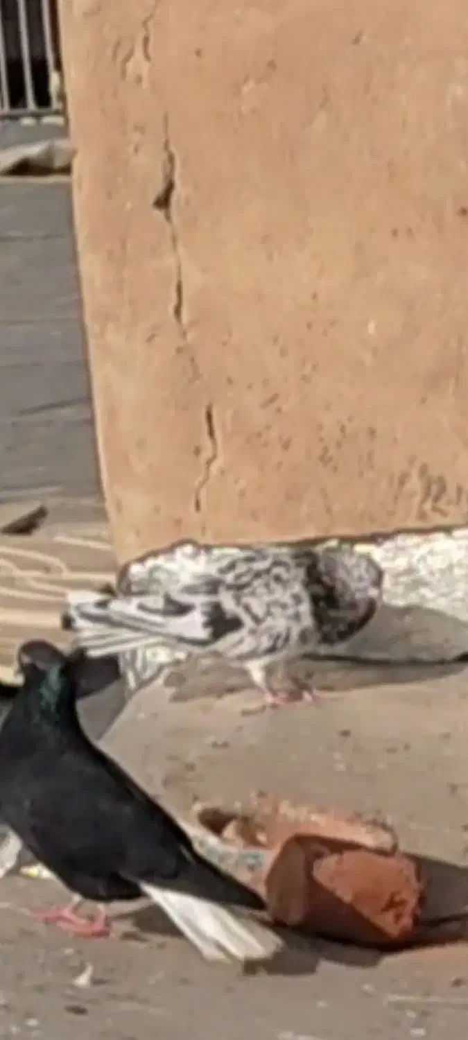 یک عددکوهی مایدوم نر|حیوانات|همدان, |دیوار