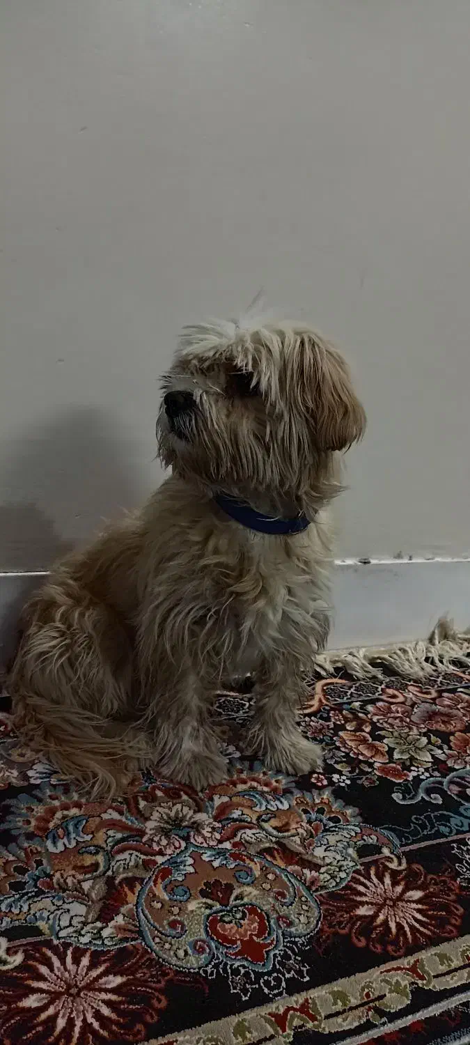 سگ گمشده|حیوانات|اصفهان, باغ فدک|دیوار