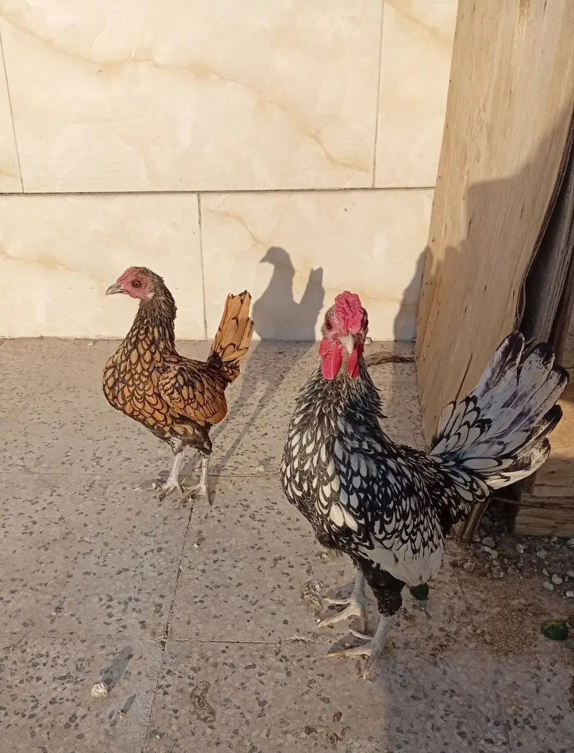 دو جفت مرغ و خروس بالغ مینیاتوری|پرنده|ری, فیروزآبادی|دیوار