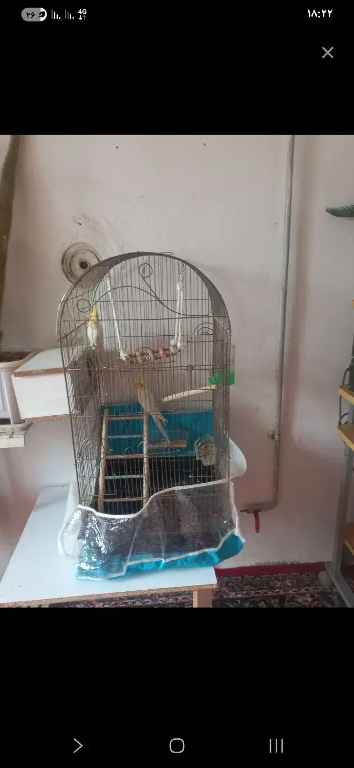 عروس هلندی|پرنده|شیروان (خراسان), |دیوار