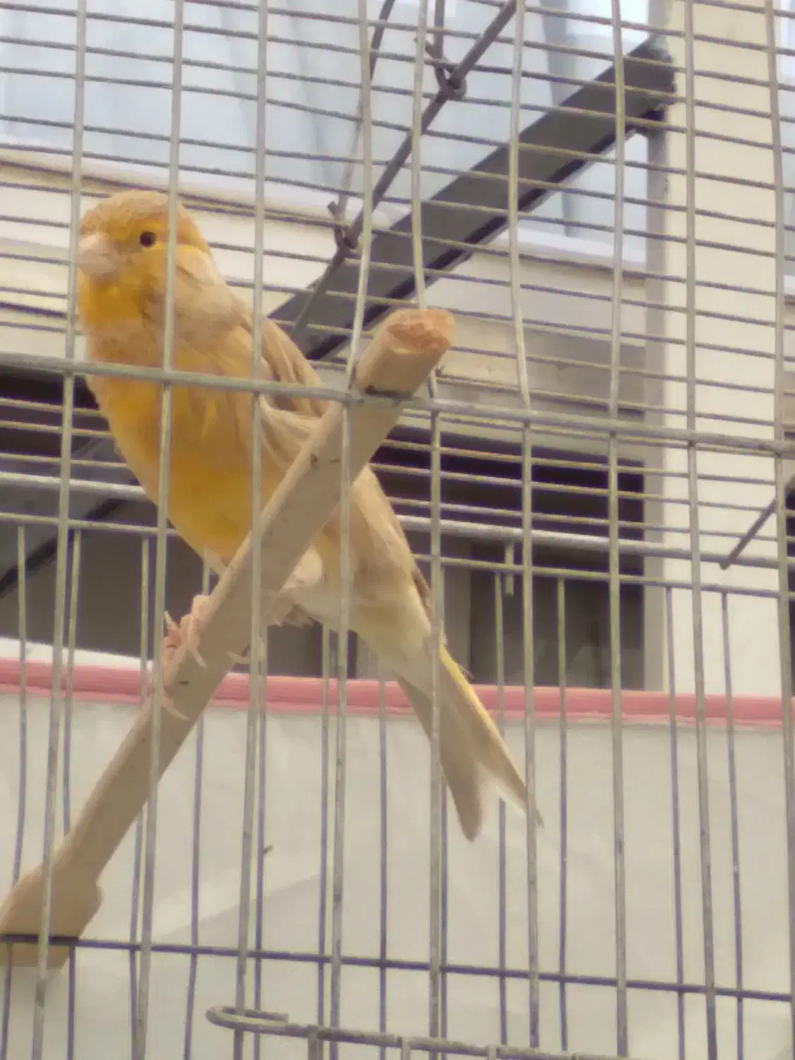 دو عدد قناری سالم و جوان|پرنده|محمدشهر, ولدآباد|دیوار