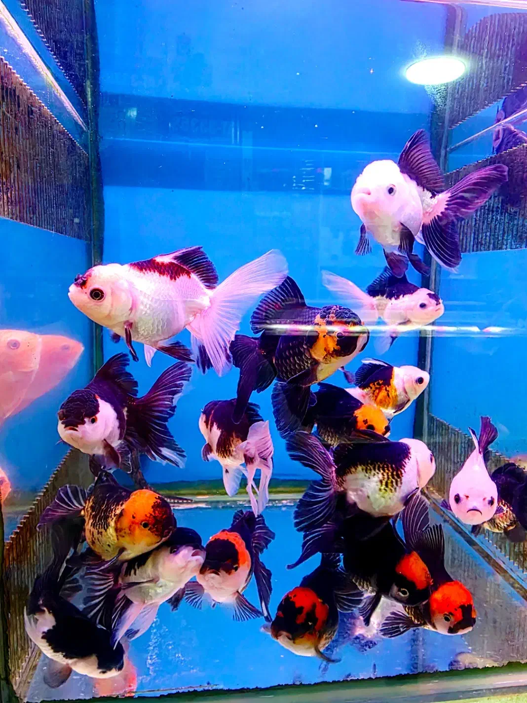 گلدفیش نژاد هایه مختلف|ماهی|فولادشهر, B4|دیوار