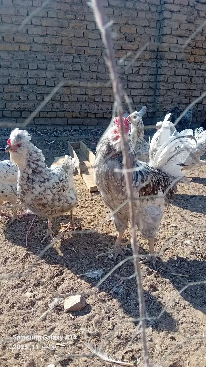 تخم مرغ گلین|حیوانات مزرعه|قزوین, |دیوار