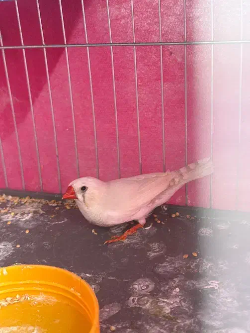 فنچ|پرنده|صدرا-فارس, فاز ۱|دیوار