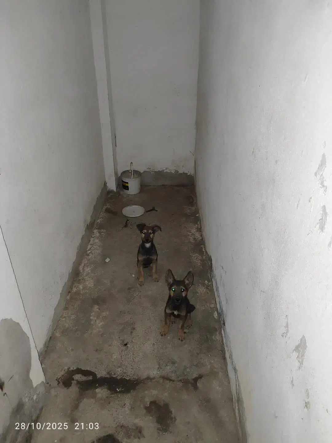 سگ مالینویز|سگ|گرگان, |دیوار