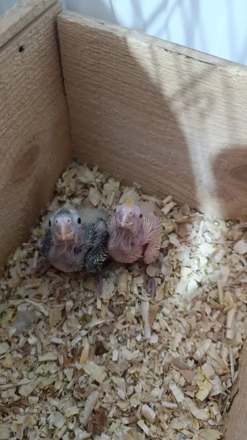 فروش عروس هلندی یکجا باهم|پرنده|رودهن, |دیوار