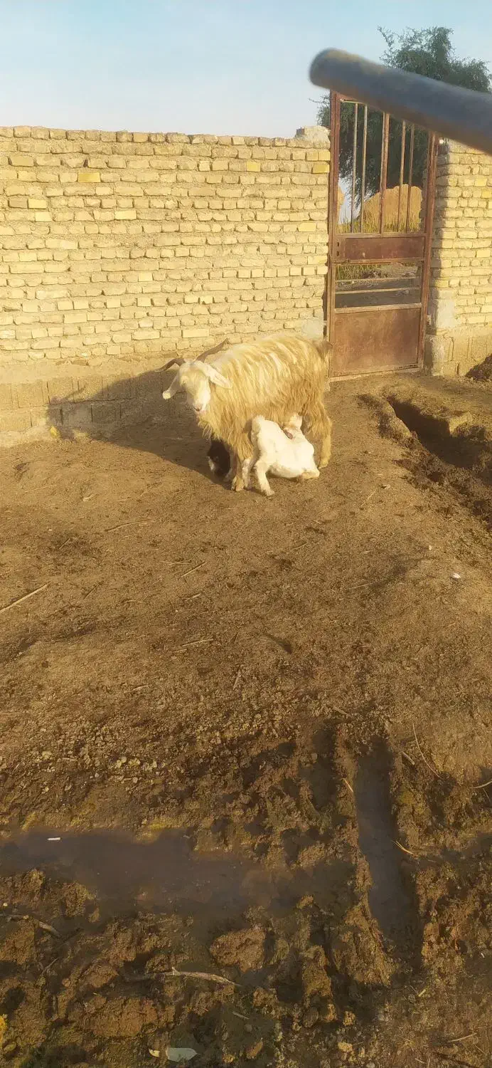 بز جوان با دو عدد بیگ نر وماده|حیوانات مزرعه|شوش, |دیوار