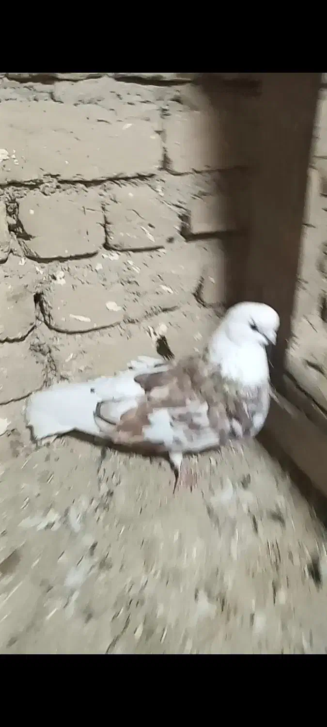 سلور نر فروشی|پرنده|صائین قلعه, |دیوار