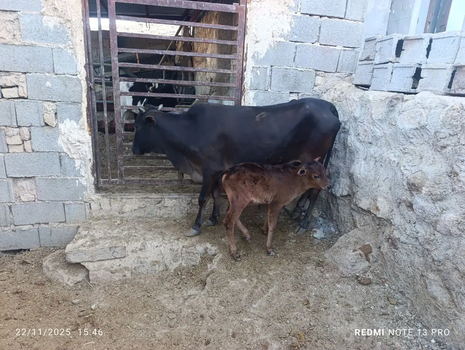 گاو و گوساله نر|حیوانات مزرعه|سیمکان, |دیوار