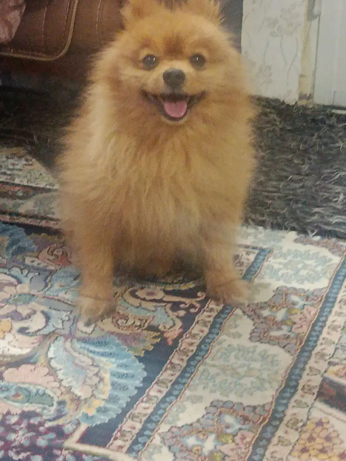 سگ پامرین|حیوانات|مشهد, امیر|دیوار