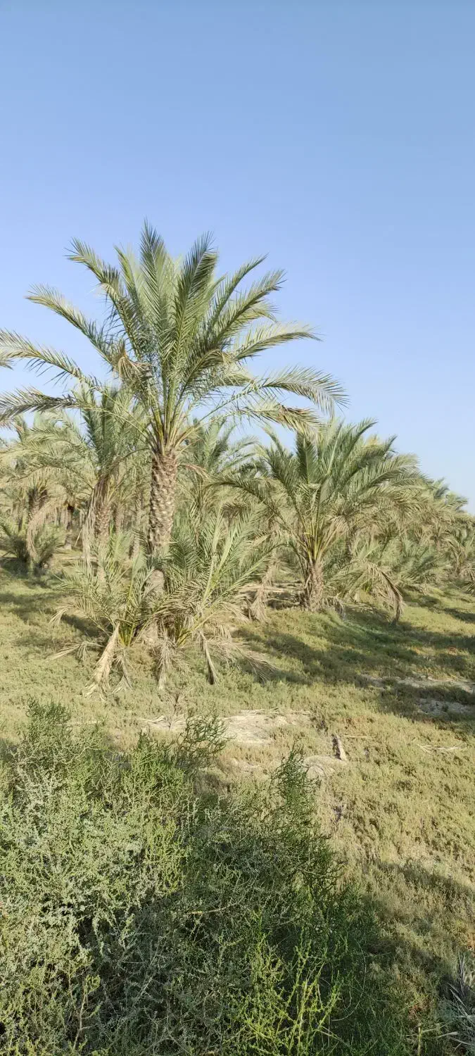 فروش باغ در بنار ابشیرین|فروش دفتر صنعتی، کشاورزی، تجاری|برازجان, |دیوار