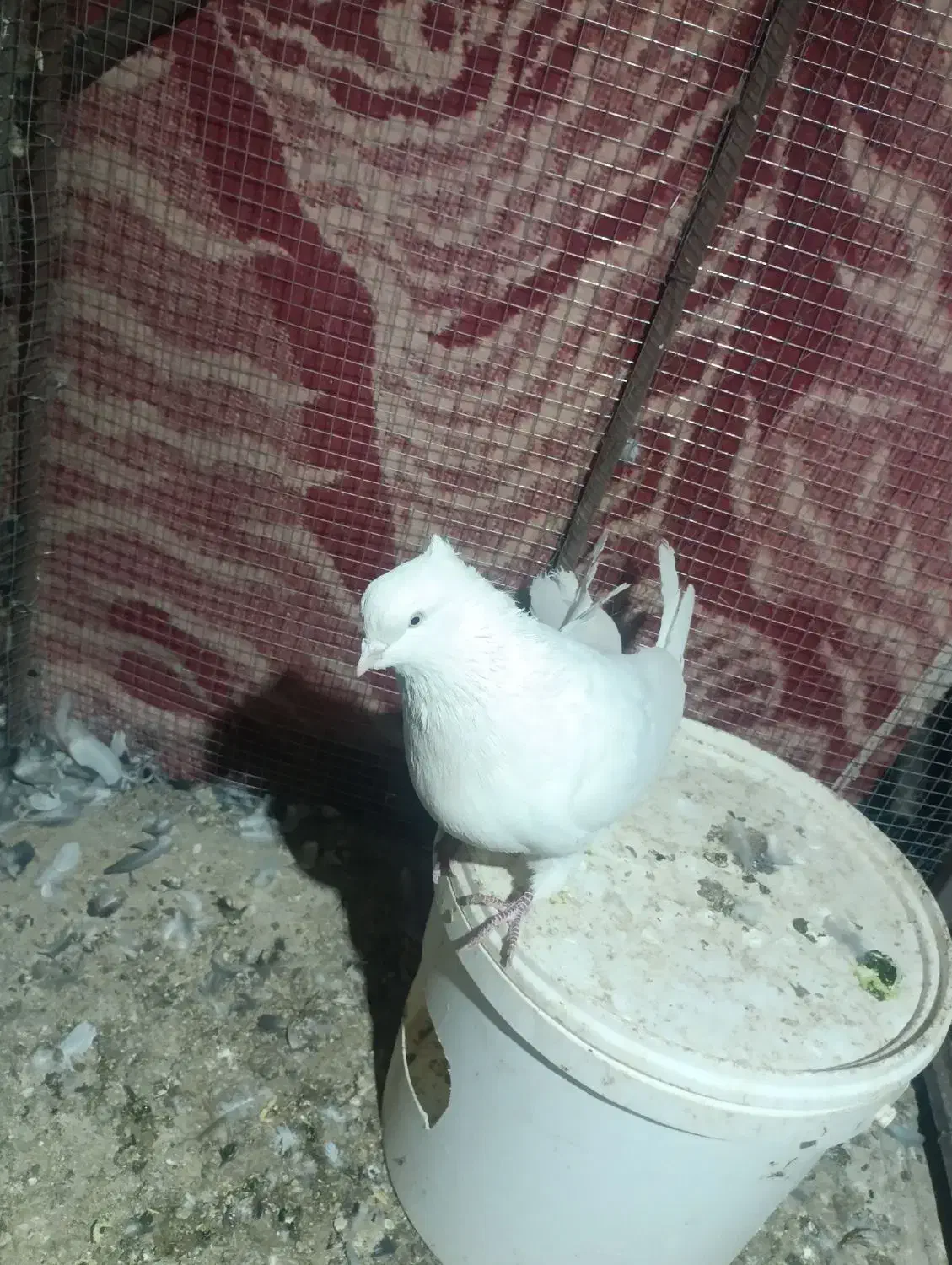 پرنده|پرنده|بم, |دیوار