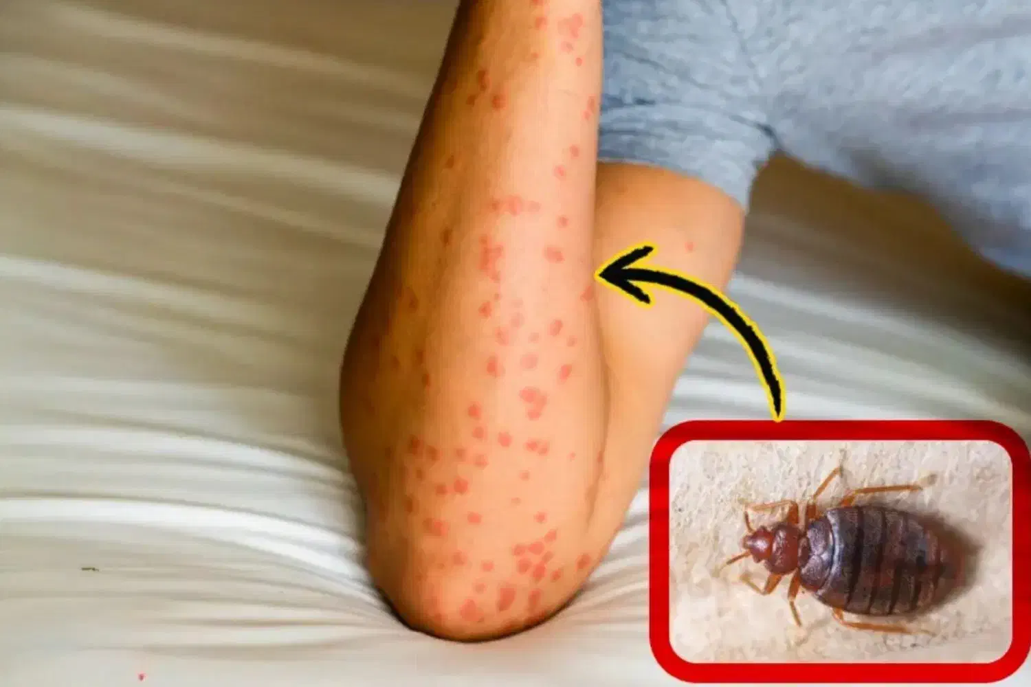 سمپاشی تضمینی یکساله سوسک ساس کنه موش کک(سم پاشی)|خدمات نظافت|ری, دولتآباد|دیوار