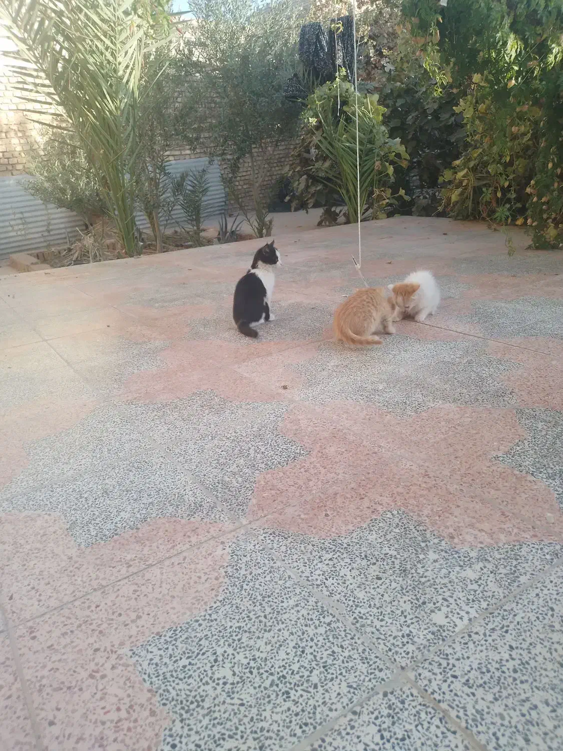 بچه گربه ملوس ۳عددخانگی|گربه|میبد, |دیوار