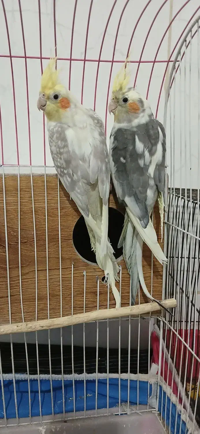 عروس هلندی|پرنده|زید آباد, |دیوار