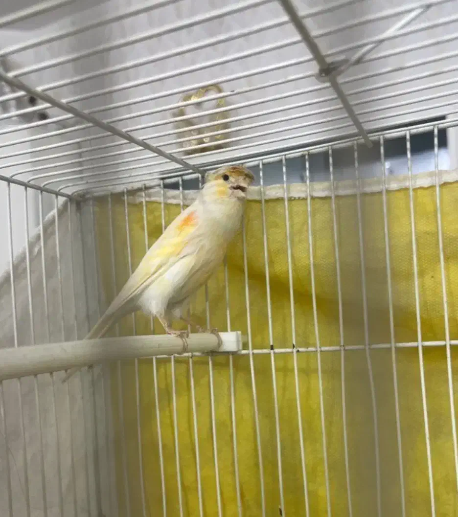 یک جفت قناری با ۵تا تخم|پرنده|مشهد, پنجتن|دیوار