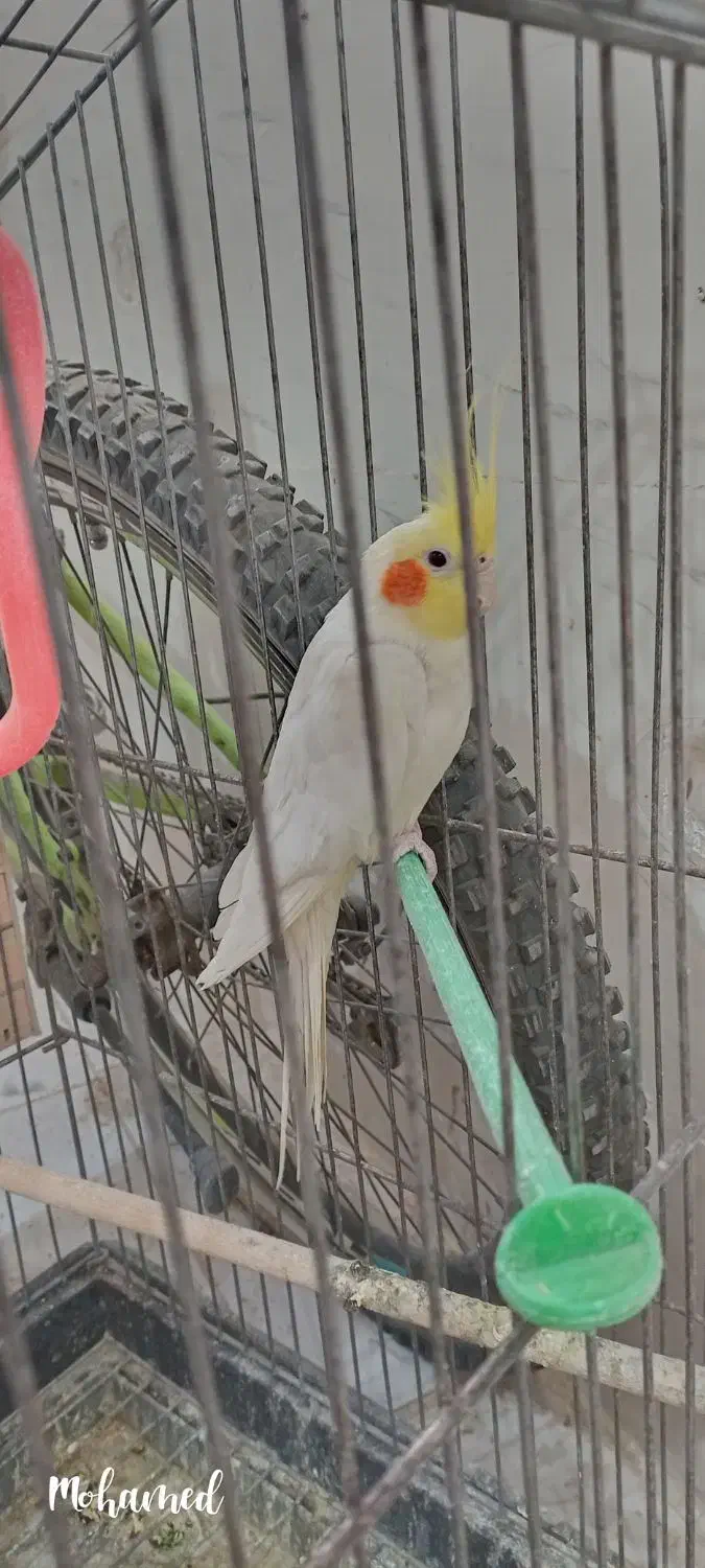 عروس هلندی|پرنده|تاکستان, |دیوار