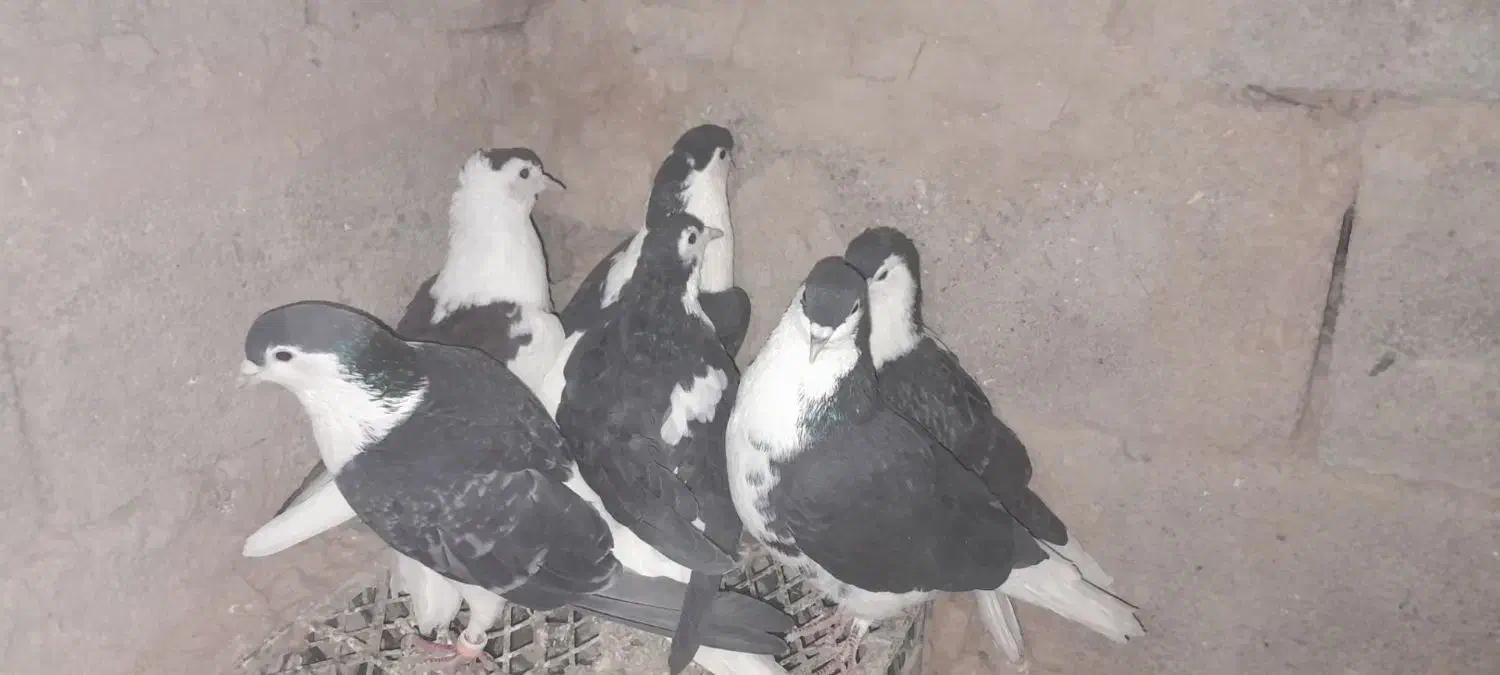 کبوتر کفتر ساده|پرنده|زیرکوه, |دیوار