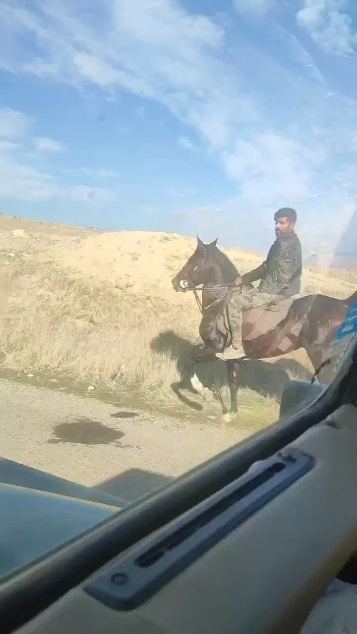 اسب شجره و شناسنامه دار|اسب و تجهیزات اسب‌سواری|کوهدشت, |دیوار