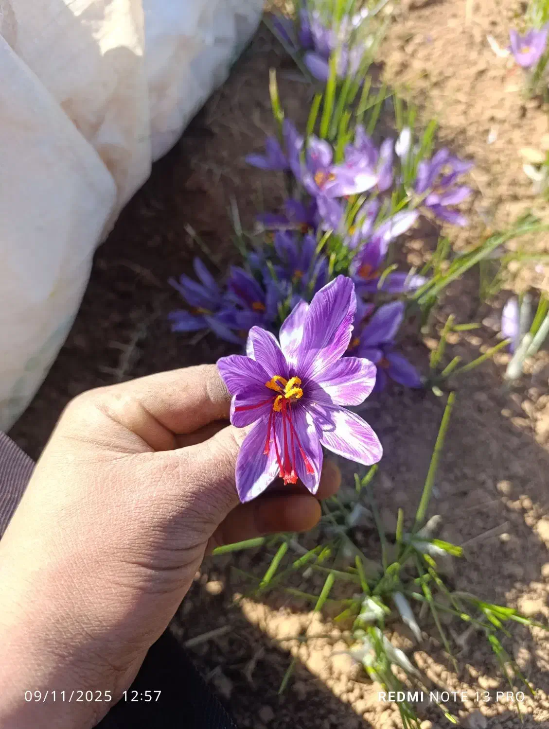 فروش زعفران درجه یک|حراج|باخزر, |دیوار