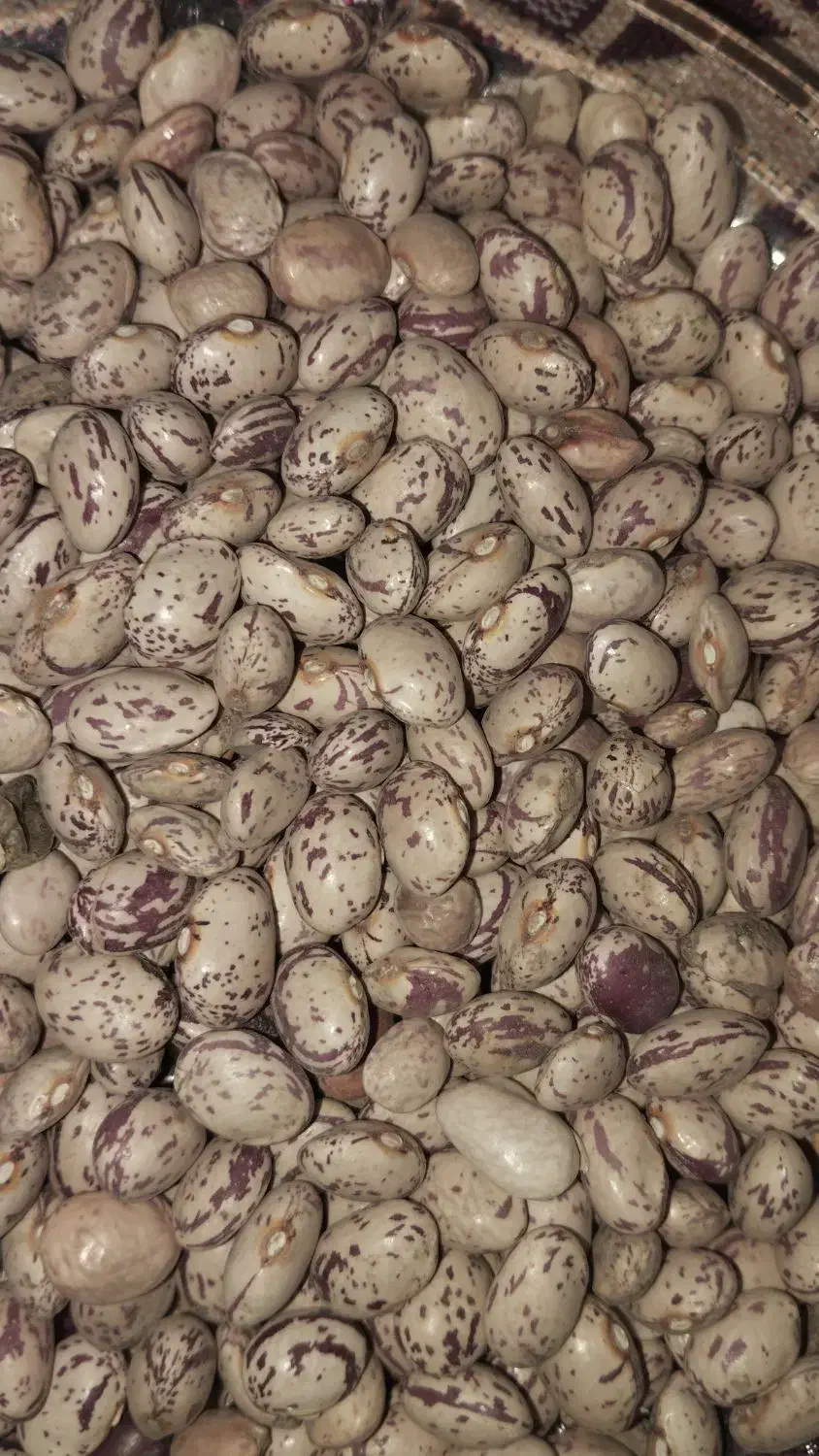 لوبیا چیتی درجه یک|خوردنی و آشامیدنی|اقلید, |دیوار