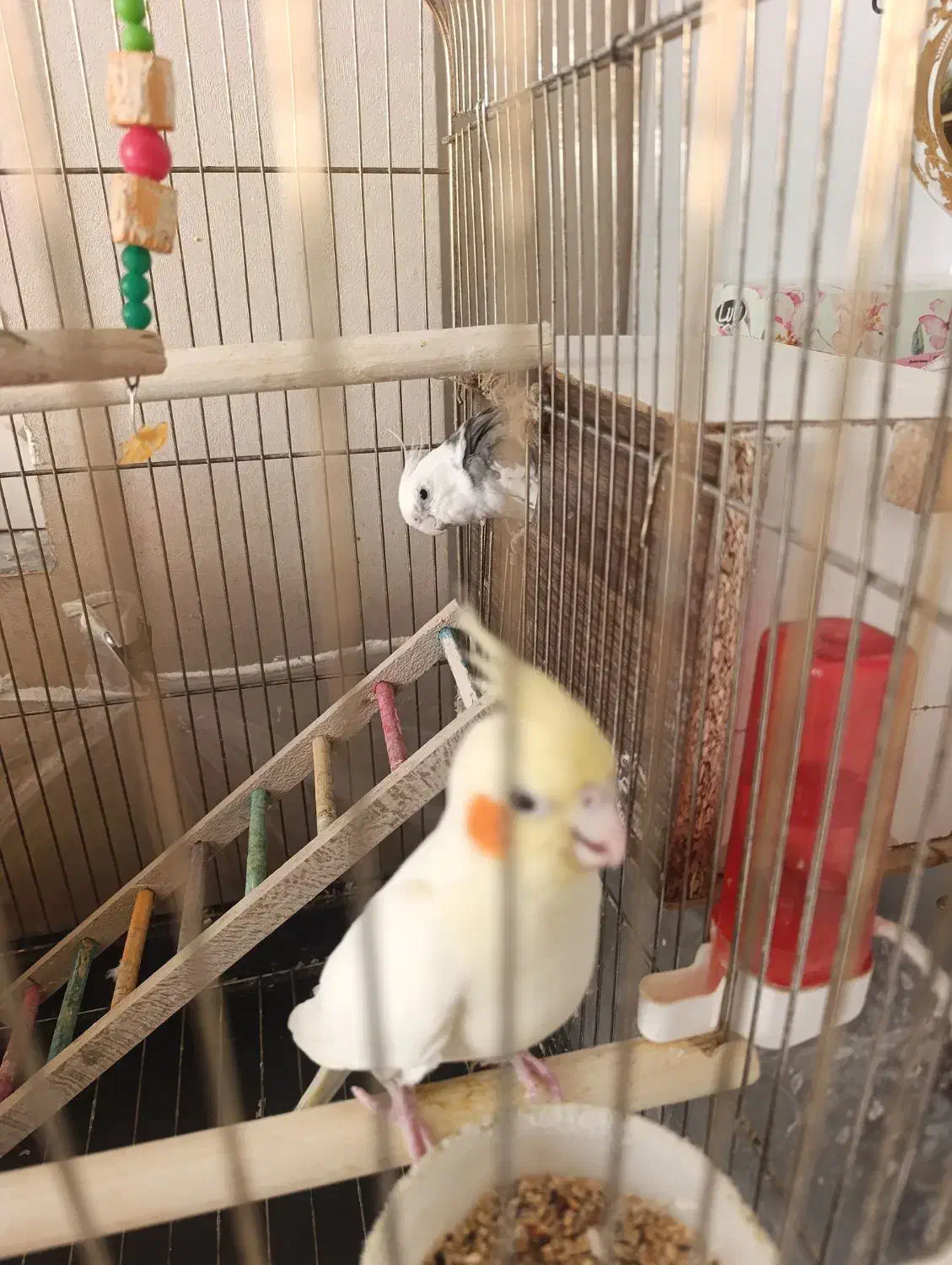 معاوضه عروس با قناری یا گرینچیک|پرنده|مشهد, شفا|دیوار