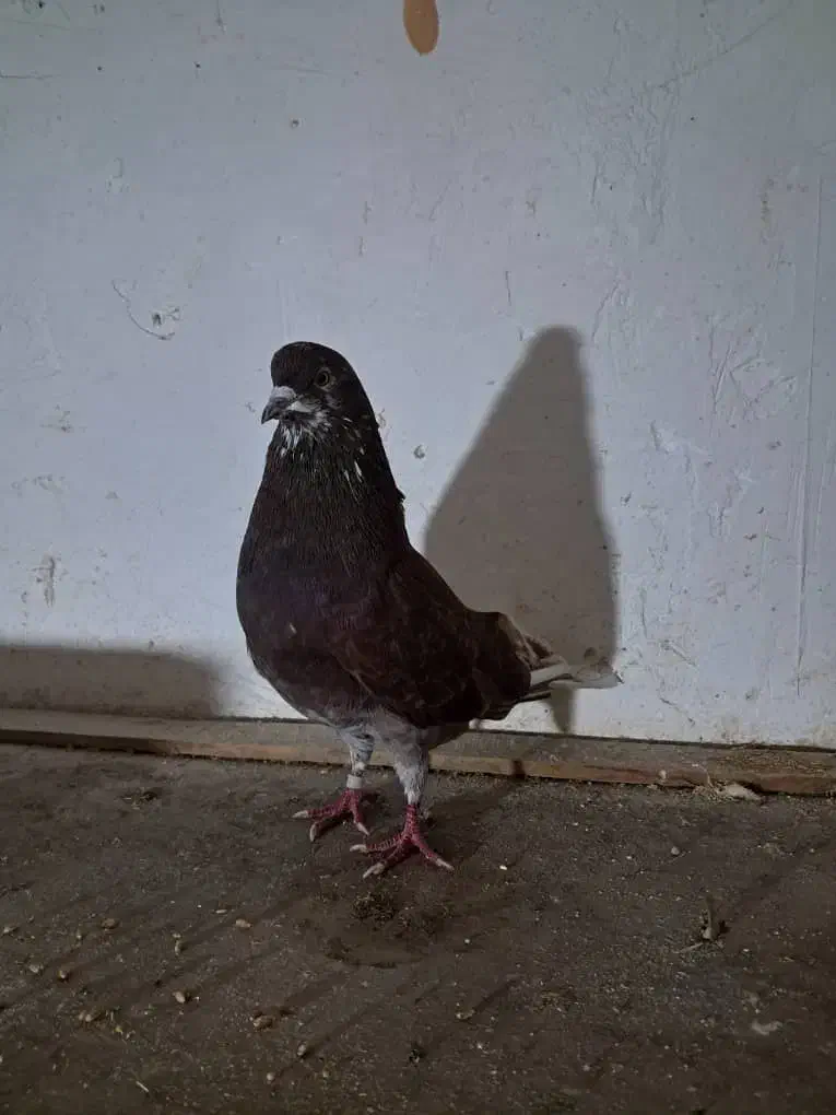 کبوتر گرفته شده|پرنده|سنگر, |دیوار