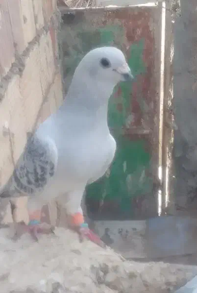 جفت شامی مگس سالم ۱ت|پرنده|نیمروز, |دیوار