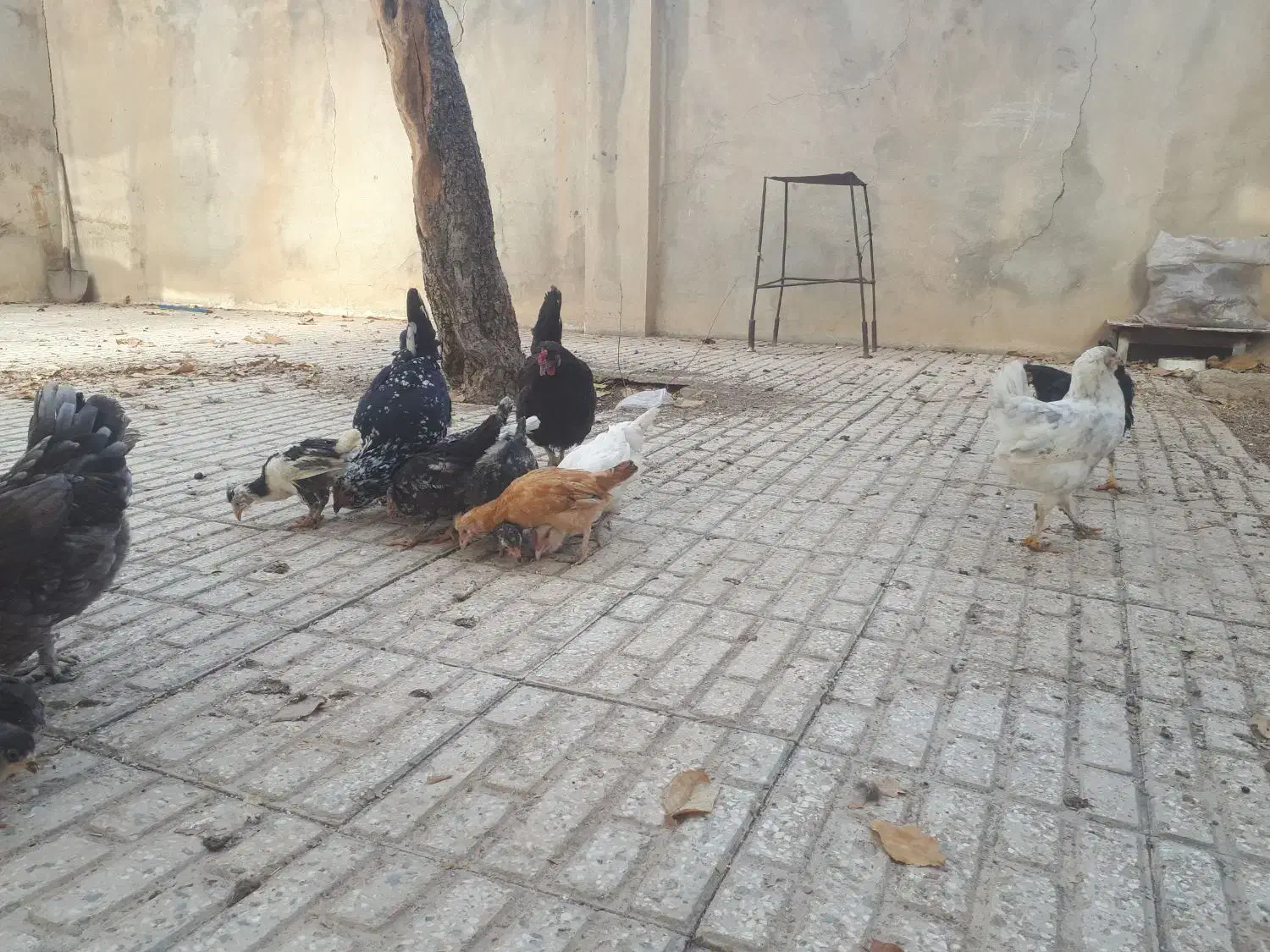 فروش تخم مرغ و مرغ و جوجه گلین|حیوانات مزرعه|الیگودرز, |دیوار