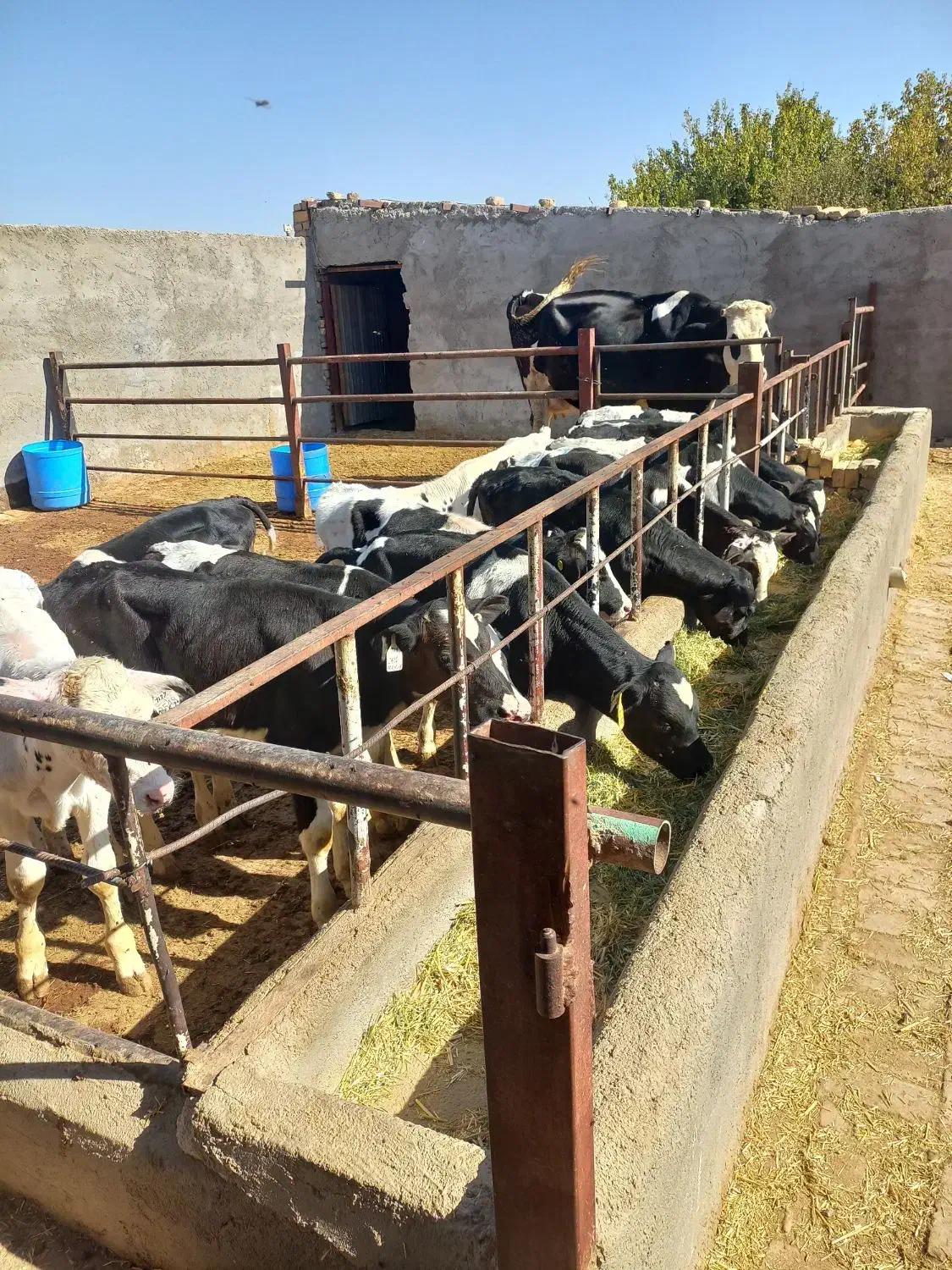 گوساله نر هلشتاین شیر گرفته|حیوانات مزرعه|شال, |دیوار