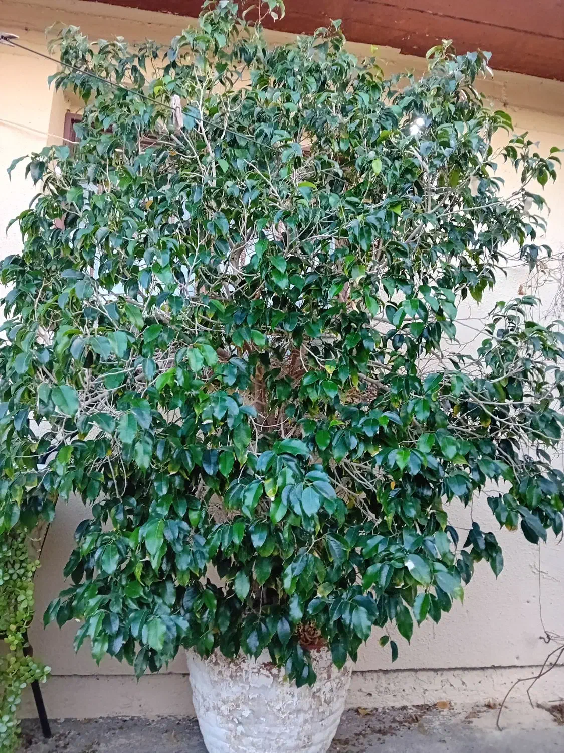 فروش درخت بنجامین باگلدان سنگی بزرگ|گل و گیاه طبیعی|بندرعباس, |دیوار