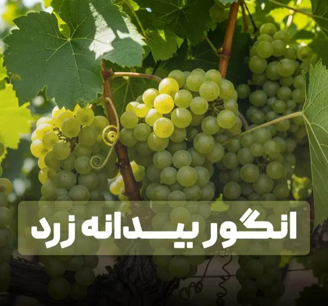 انواع نهال گردو فرنور و چندلر و صنوبر تصمینی|خدمات باغبانی و درختکاری|فیروزکوه, |دیوار