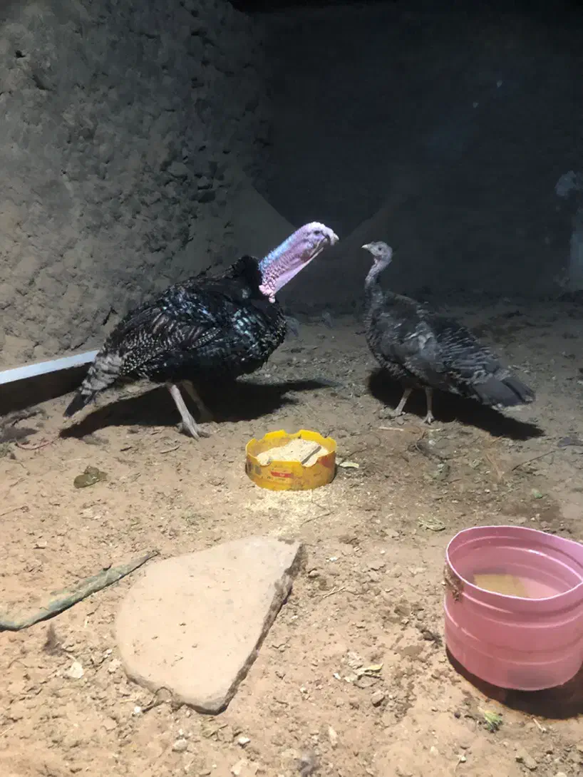 بوقلمون محلی|حیوانات مزرعه|همدان, |دیوار