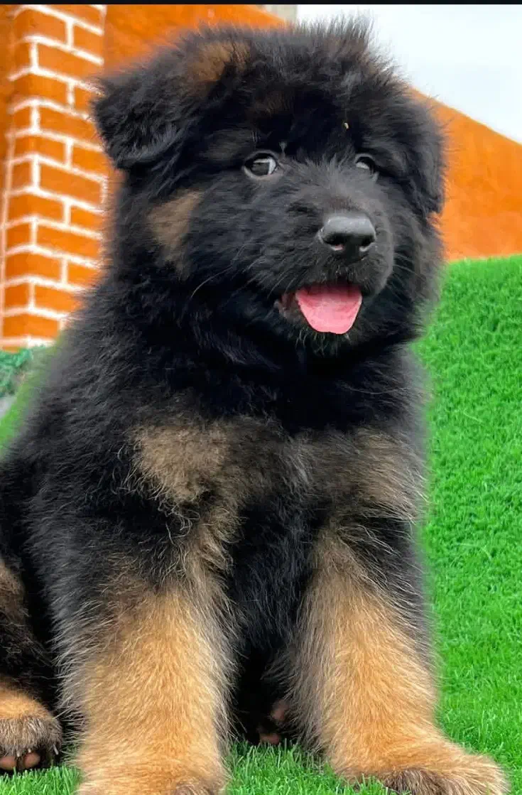 توله های ژرمن اصیل با کیفیت|سگ|رشت, حومه رشت|دیوار