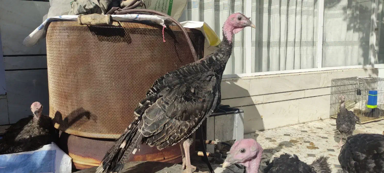 بوقلمون برنز 5ماهه|حیوانات مزرعه|خمینیشهر, |دیوار