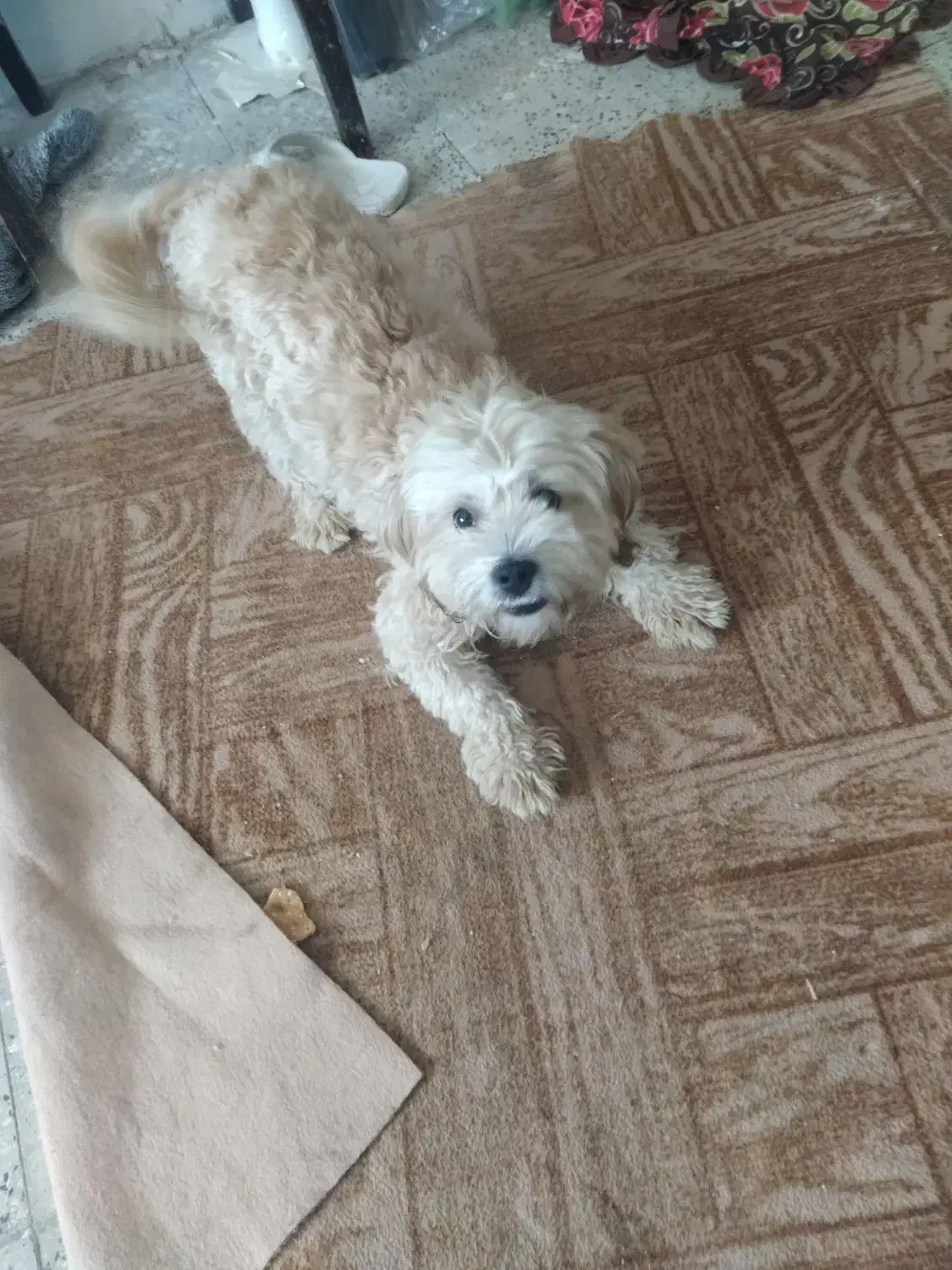 سگ شیتزو تریر نر ماده|سگ|کاشان, میدان کهنه|دیوار