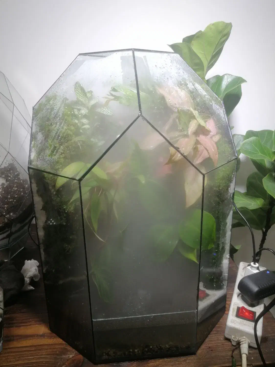 پالاداریوم طبیعی|ماهی|رشت, کوی مهر|دیوار