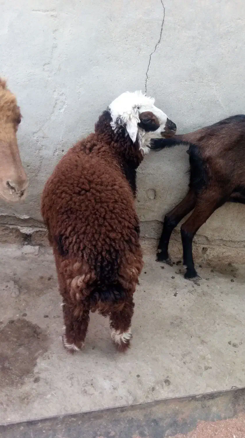 بره ماده|حیوانات مزرعه|هندیجان, |دیوار