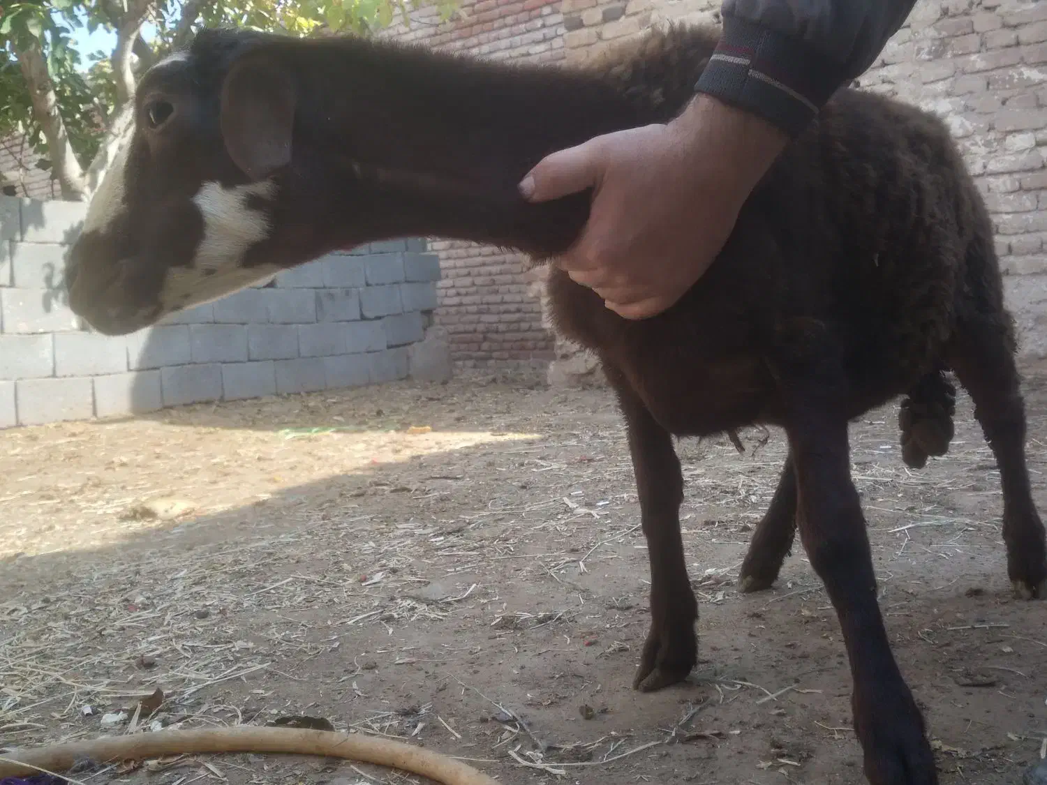 گوسفند برره نژاد دار و فوق العاده|حیوانات مزرعه|بناب, |دیوار