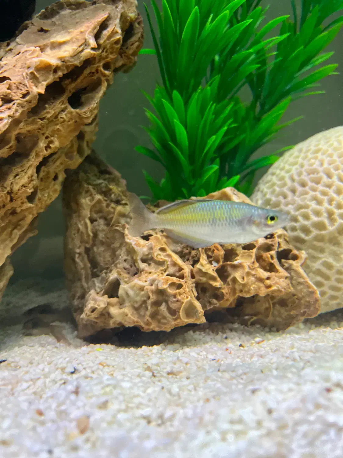 ماهی|ماهی|مشهد, شفا|دیوار