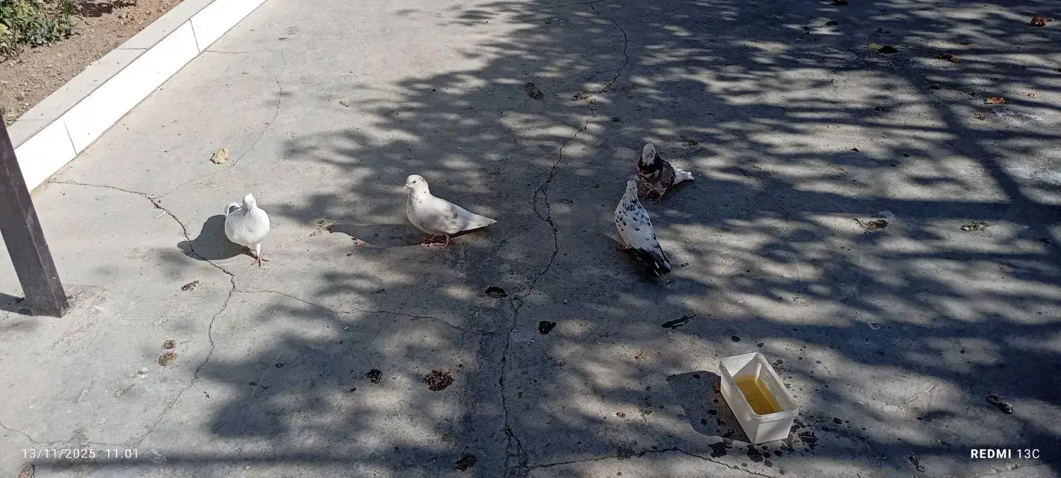 کبوتر خوش خال|پرنده|نورآباد, |دیوار